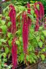Bellevue, Washington State, USA. Decorative amaranth plant in bloom. Art Print